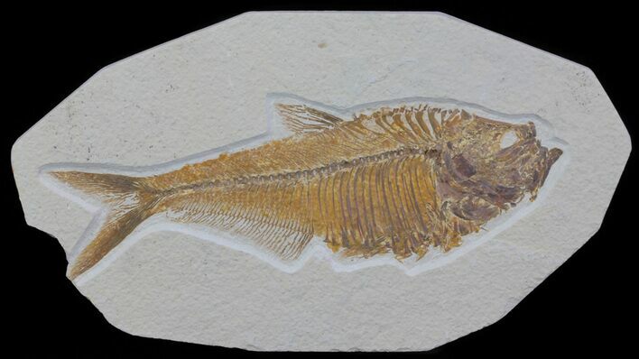 Detailed, Diplomystus Fossil Fish - Wyoming #63988